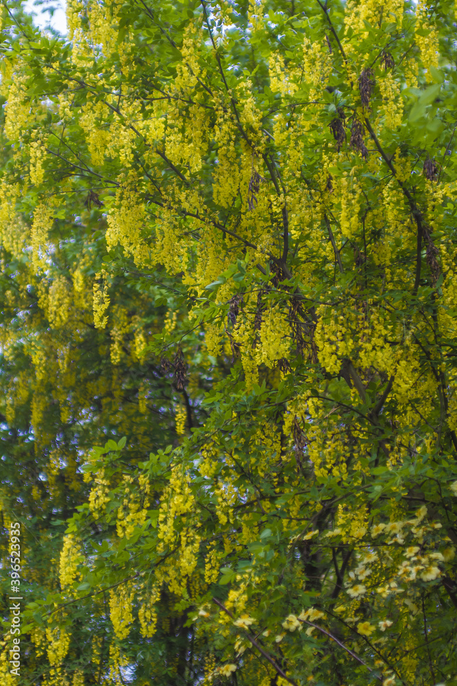 Yellow flowers on the tree Yellow flowers on the tree