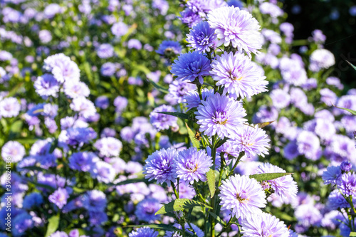 background texture nature purple flowers in garden postcard style