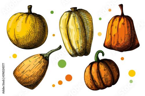 Hand drawn pumpkin set isolated on white background. Vector illustration