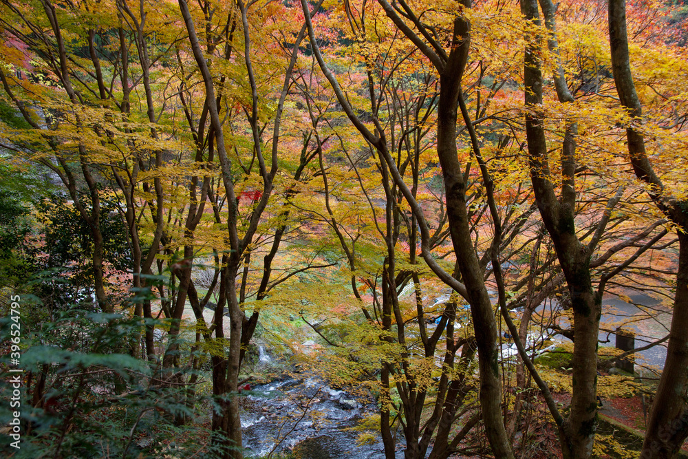 秋で紅葉が美しい佐野市の蓬莱山