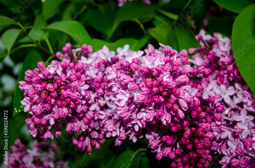 Blooming lilac among green foliage