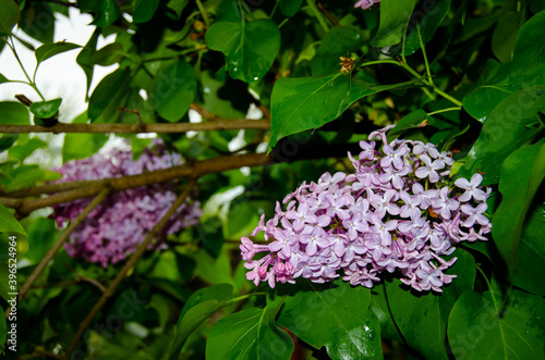 Blooming lilac among green foliage