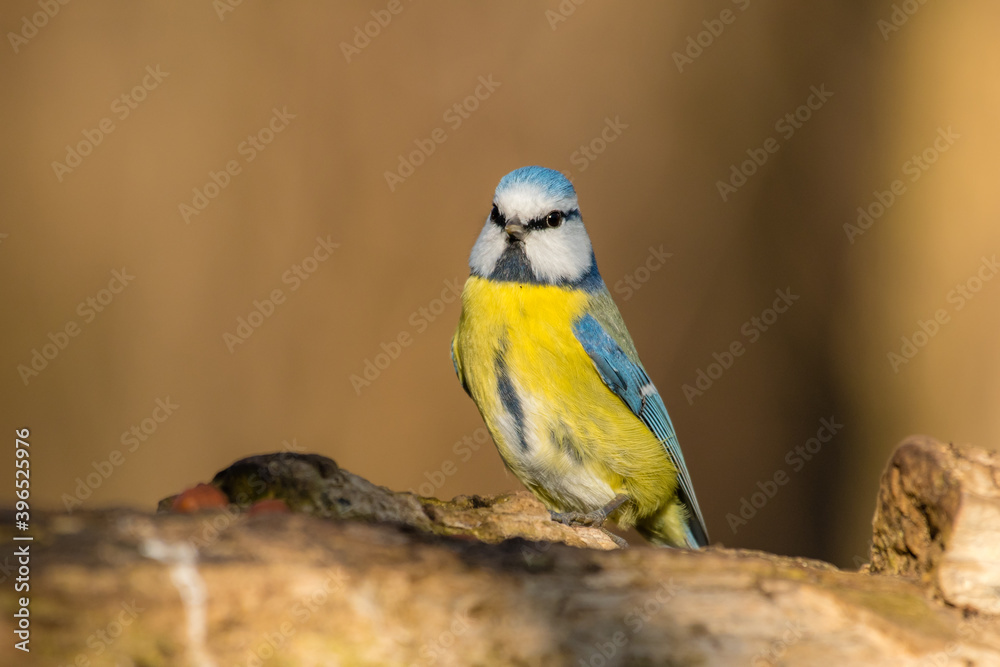 Fototapeta premium Blue tit