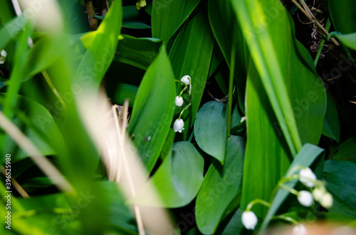 Photo of blooming lilies of the valley in the garden