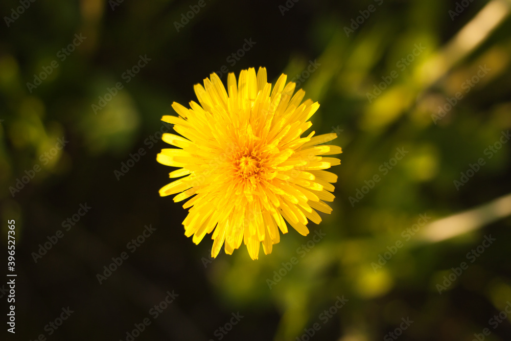 yellow dandelion flower, selective focus, blur yellow dandelion flower, selective focus, blur
