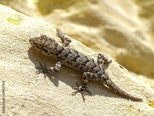 Kotschy's gecko, Mediodactylus kotschyi photo