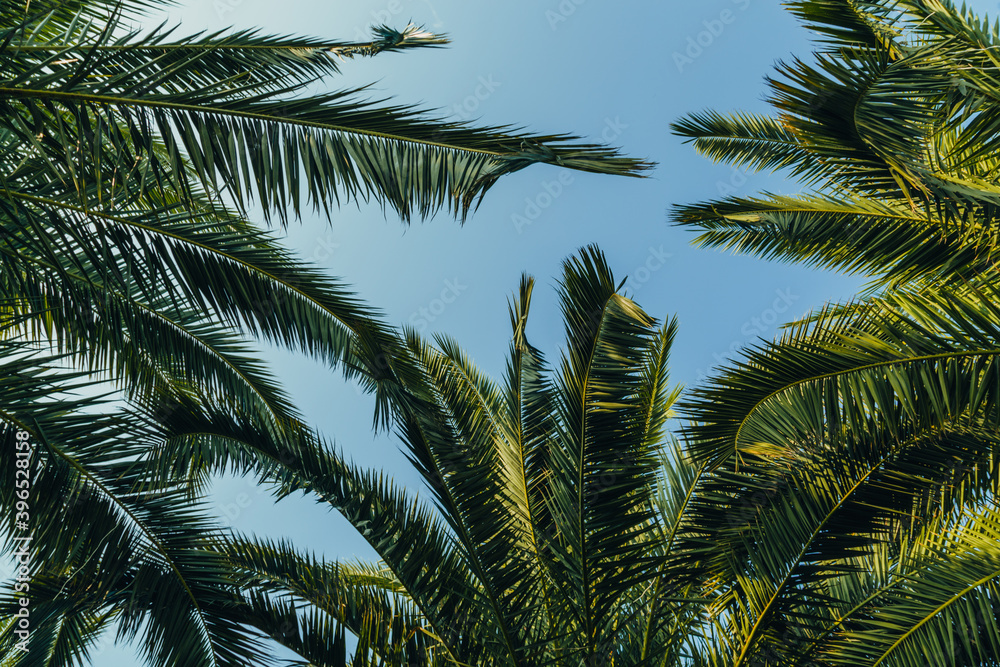 Tropical jungle, palm leaves on a sunny day, sky.