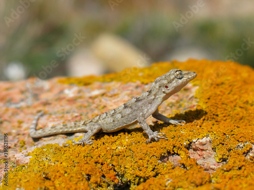 Kotschy's gecko, Mediodactylus kotschyi photo