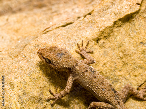 Kotschy's gecko, Mediodactylus kotschyi photo