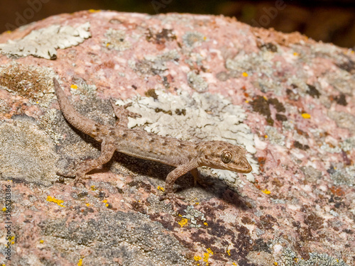 Kotschy's gecko, Mediodactylus kotschyi photo