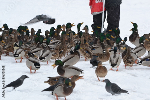 Man feeds ducks in the city in winter.