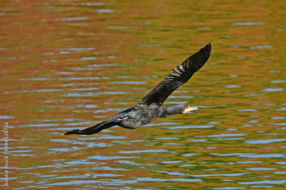 Obraz premium カワウ、野鳥、池、飛翔、旅立ち フライング 