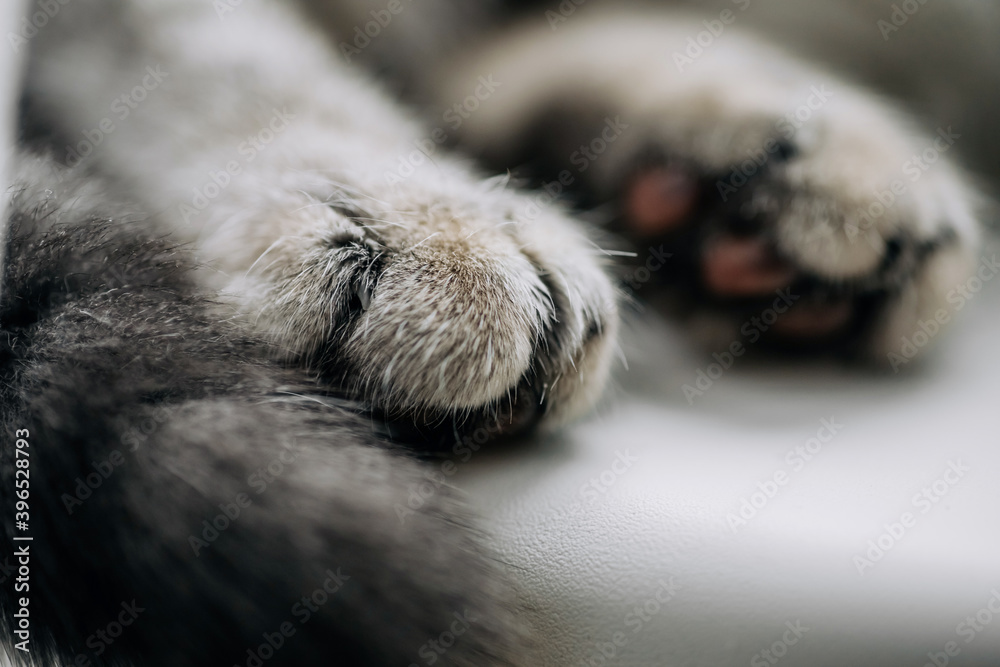 Obraz premium Cat gray paws close up soft focus