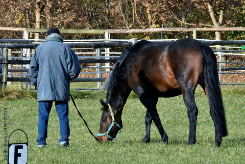 Mann mit braunem Pferd an der Leine auf der Weide