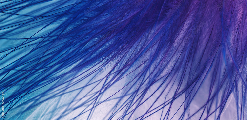 Obraz premium Abstract blurred bird feather background in blue magenta colors