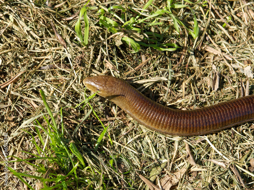 sheltopusik, Pseudopus apodus, european limbless lizard photo