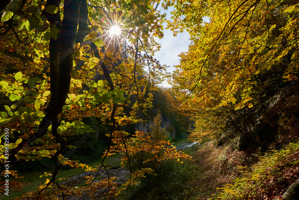 Obraz premium Colorful autumnal landscape of a river in the forest
