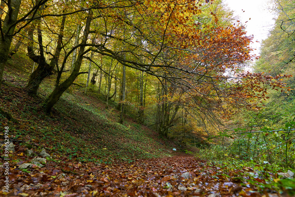 Footpath through forest