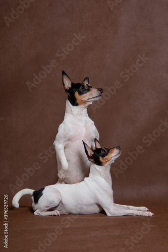 Two small dogs lying and upright © katamount