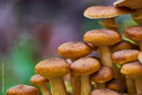 Agaric honey mushrooms