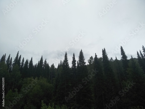 Fototapeta Naklejka Na Ścianę i Meble -   in the forest