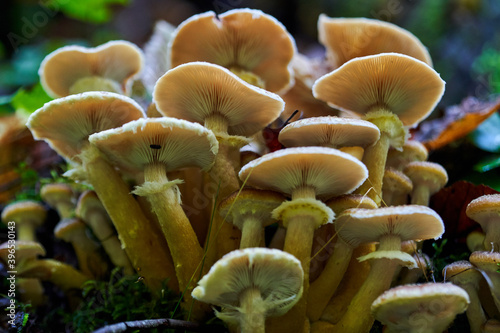 Agaric honey mushrooms