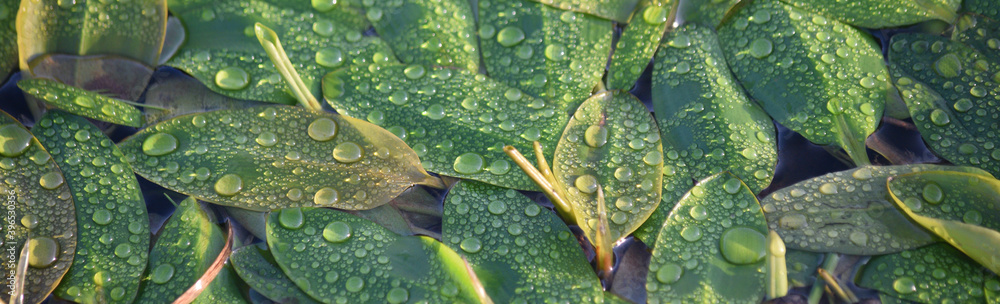 Εκτύπωση καμβά Pond plants growing within the abandoned Glynn Valley China Clay Works Temple Bo