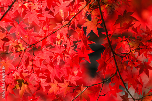 紅葉(マクロ)　西渓公園　佐賀県多久市　Autumn leaves Seikei park Saga-ken Taku city