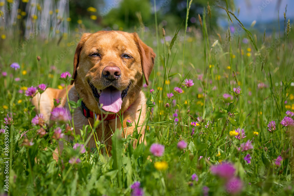 Happy dog yellow labrador posing between flowers in the meadow