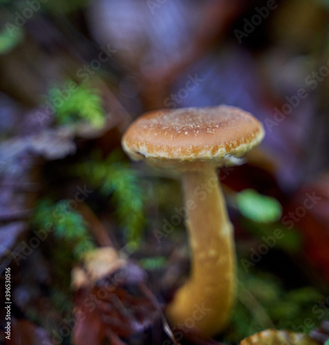 Agaric honey mushrooms