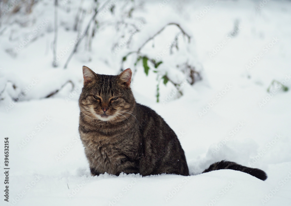 Beautiful tabby cat sitting in the snow