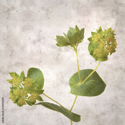 stylish textured old paper background with Bupleurum plant leaves and small flowers photo