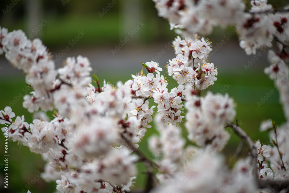 Nice white apricot spring flowers branch macro photography nature awakening Nice white apricot spring flowers branch macro photography nature awakening