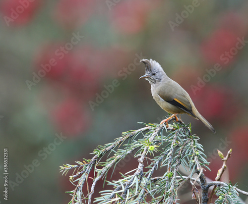 Stripe-throated Yuhina, Yuhina gularis photo