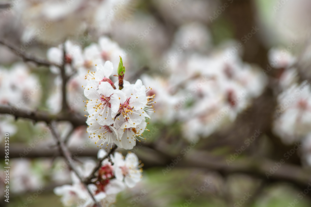 Nice white apricot spring flowers branch macro photography nature awakening Nice white apricot spring flowers branch macro photography nature awakening