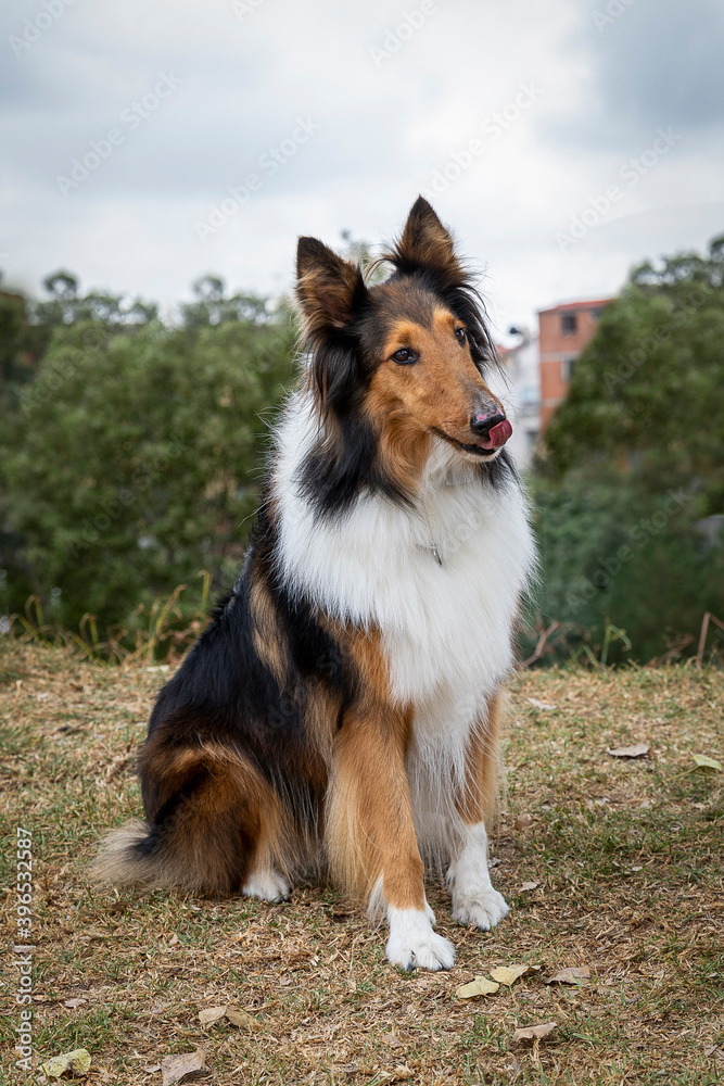 portrait of cute sittling rough collie dog in nature