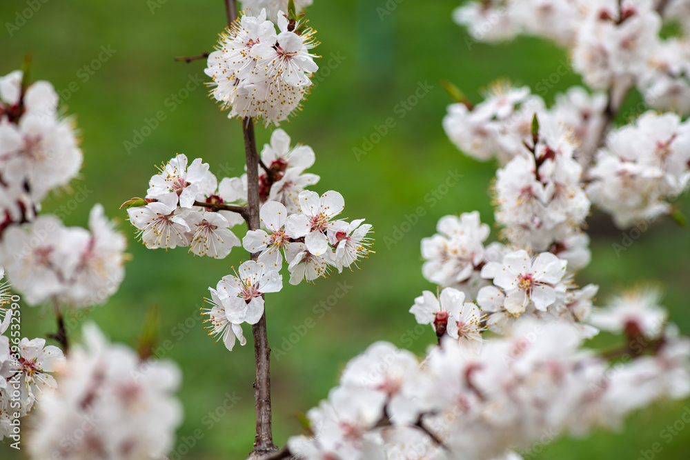 Nice white apricot spring flowers branch macro photography nature awakening Nice white apricot spring flowers branch macro photography nature awakening