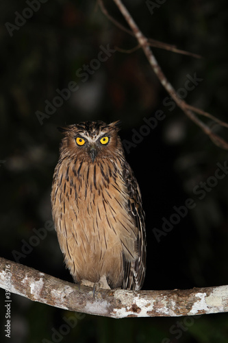 Buffy fish owl, Ketupa ketupu photo