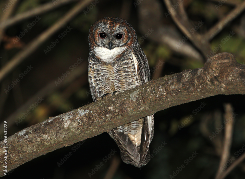 Mottled wood owl, Strix ocellata