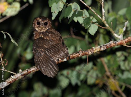 Mentawai scops owl, Otus mentawi