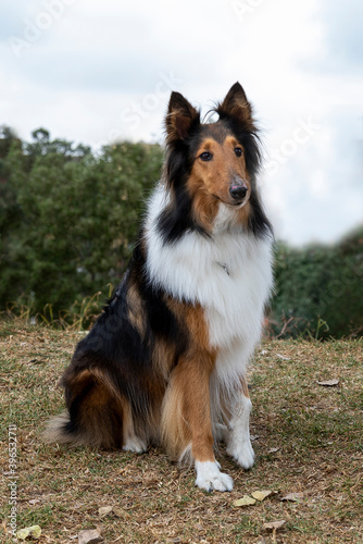 portrait of cute sittling rough collie dog in nature