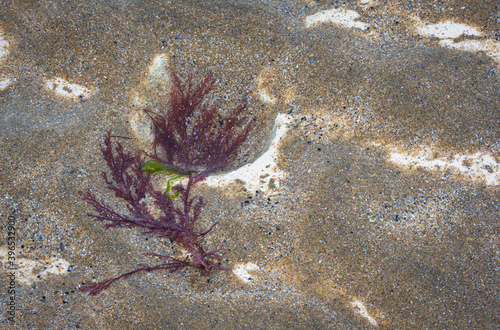 Red seaweed on sandy beach