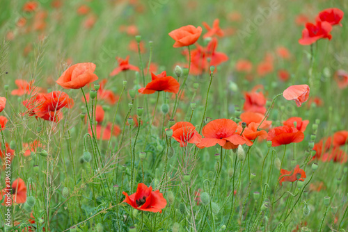 Beautiful red poppies on a summer field. Opium flowers  wild field. Summer background.