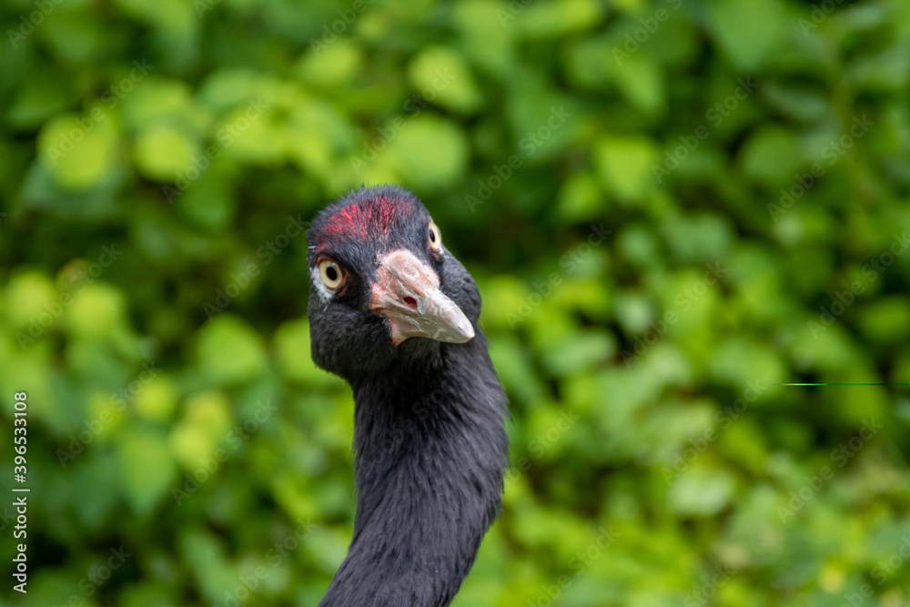 Fototapeta premium Long neck black bird