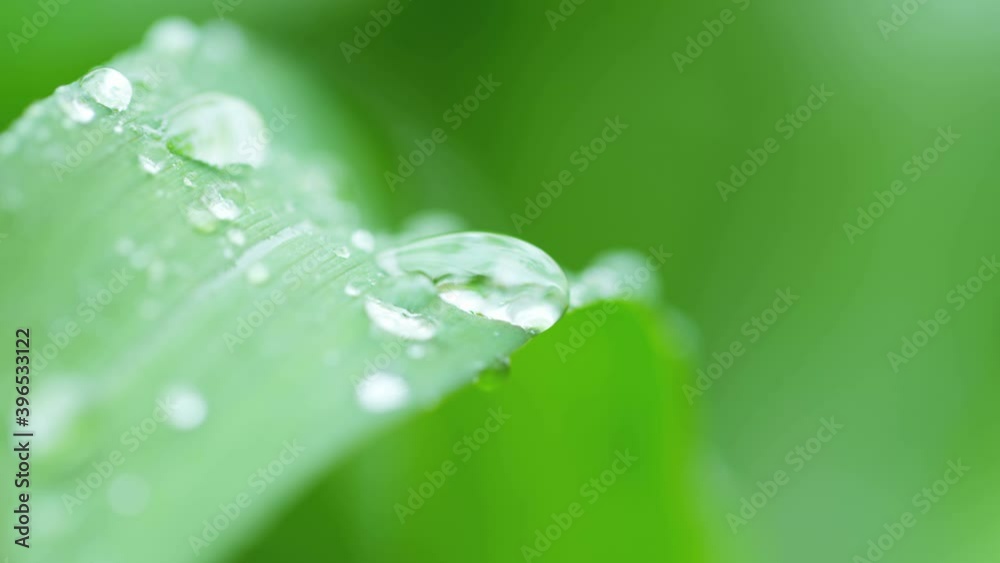Rain Water Drops on Leaf. Rain drop flows down on a leaf slow motion footage. Shoot on Red Epic Dragon camera. Rain Water Drops on Leaf. Rain drop flows down on a leaf slow motion footage. Shoot on Red Epic Dragon camera.
