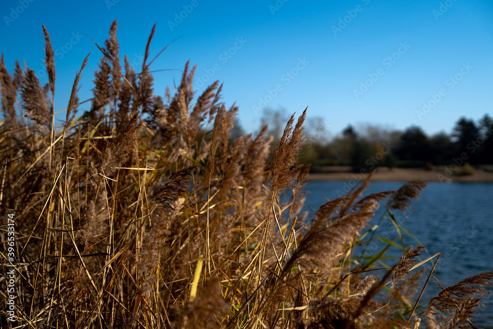 Fototapeta premium reed in the wind