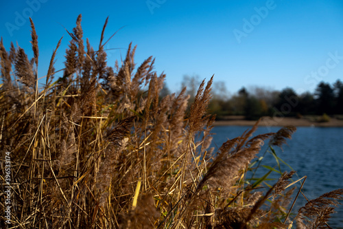 reed in the wind