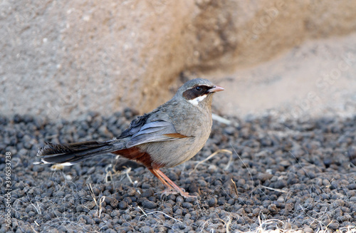 Brown-cheeked Laughingthrush, Trochalopteron henrici photo