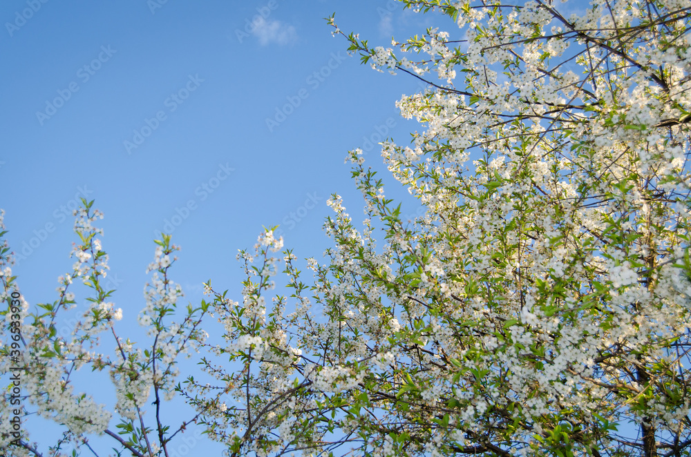 Photo of cherry blossoms in the garden. Spring photo. Blooming trees. Photo of cherry blossoms in the garden. Spring photo. Blooming trees.