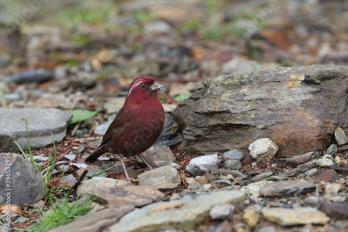 Taiwan Rosefinch, Carpodacus formosanus photo